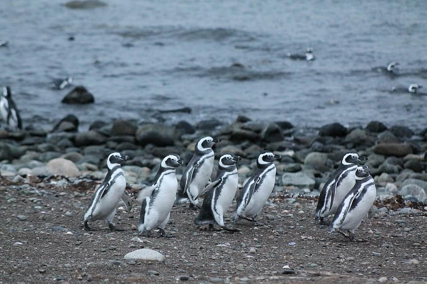 пингвины, птицы, берег, океан, горные породы, Point Arenas