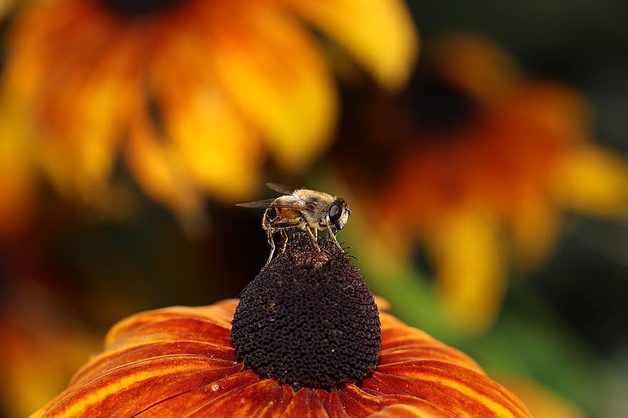 пчела, цветя, листенца, природа, насекомо, крила, биология, растение, антени, ентомология, ливада
