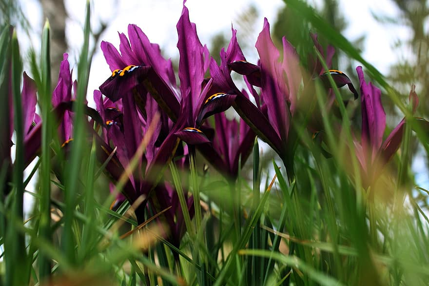 Iris reticolato, fiori, fiori viola, petali, Petali di viola, fioritura, fiorire, flora, piante, prato, fiore