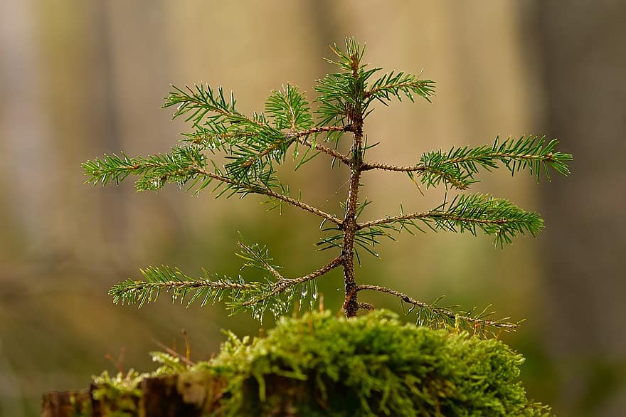 jehličnatý strom, pařez, malý, lesní podlaha, mech, přírodní, zblízka
