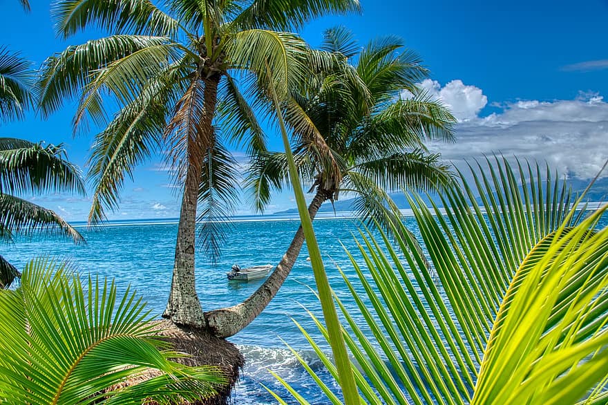 타히티, 야자수, 바다, 열렬한, 바닷가, 파라다이스, 대양, 여행 목적지, 풍경, 풍경화, 섬