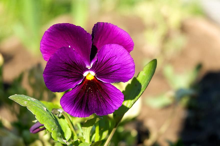 Flower, Viola, Petals, Violet, Purple, Plant, Garden, Flora, Nature