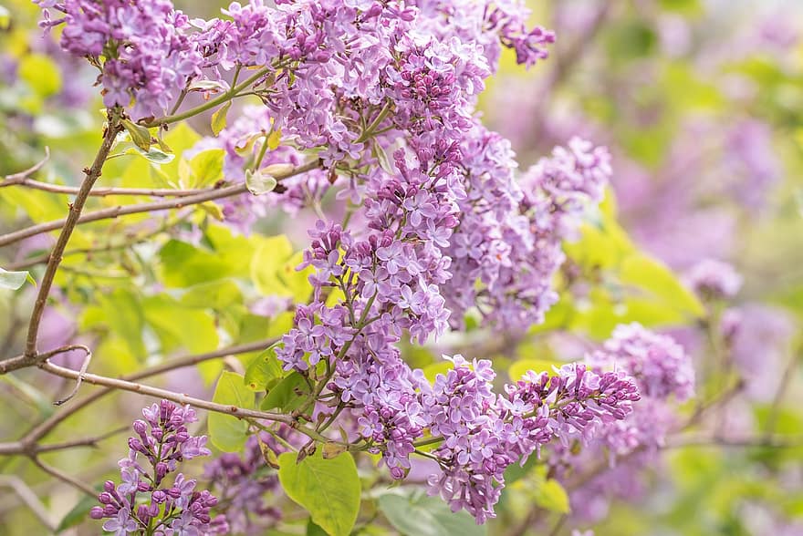 フラワーズ、ライラック、紫色の花、花序、ブッシュ、自然、咲く、花、春、香り、香り高い