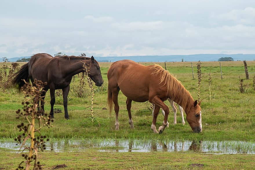 Animal, Horse, Mammal, Pony, Farm, Outdoors, Pasture, Equine, Species