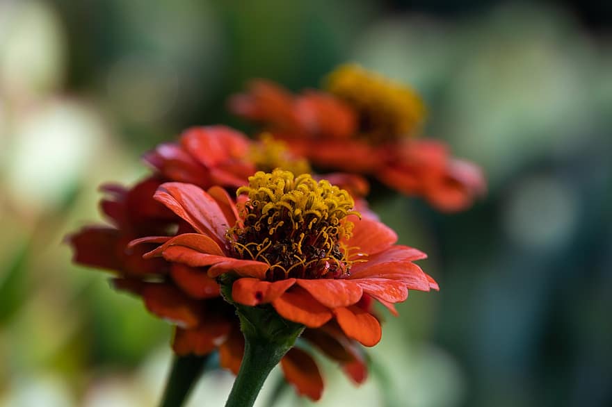 Zinnia, Orange Flowers, Orange Zinnia, Flowers, Bloom, Blooming, Blossom, Close Up, Flora, close-up, flower