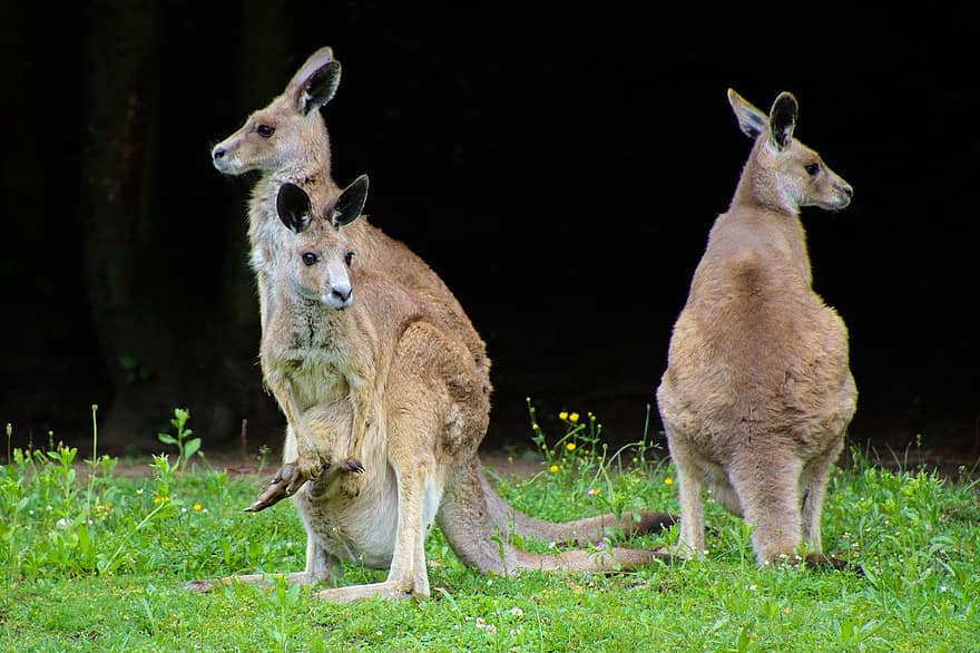 dieren in het wild, kangoeroe, buideldier, jonge kangoeroe, zoogdier, gras, schattig, vacht, jong dier, Afrika, op zoek