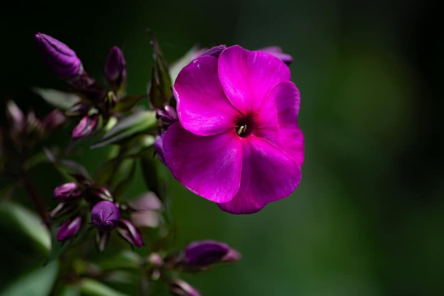 Phlox Paniculata Nicky, Flame Flower, Flowers, Petals, Stems, Buttons