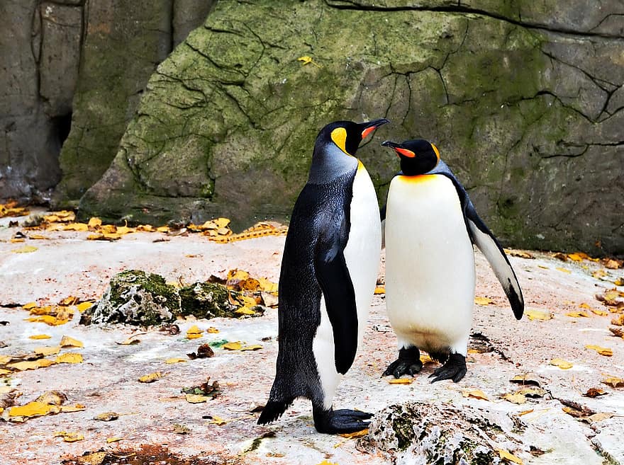 pingüino, aves, invierno, nieve, pingüino emperador, animales, fauna silvestre, hielo, congelado, naturaleza, Antártida