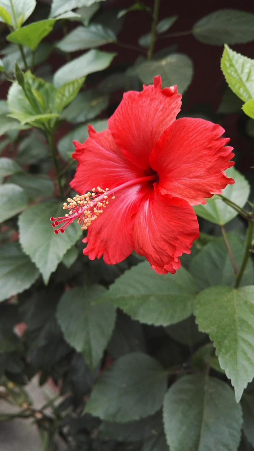 Hibiscus, Flower, Red Hibiscus, Petals, Red Petals, Leaves, Bloom, Blossom, Flora, Plant