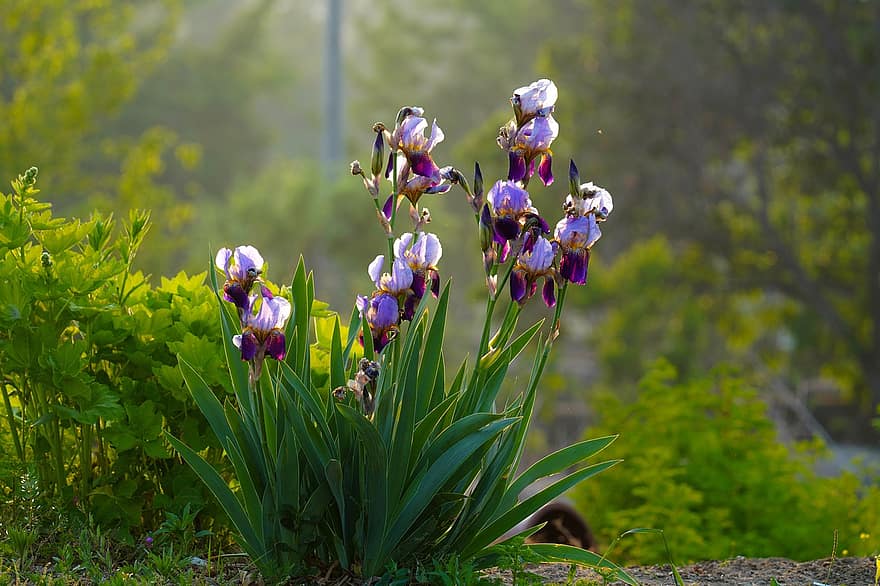 iris, bunga-bunga, taman, kelopak, berkembang, mekar, musim semi, bunga musim semi, tanaman, bunga, musim panas