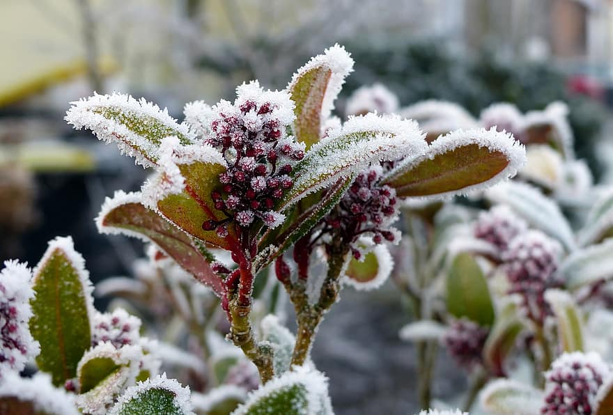Natur, Frost, Winter, Raureif, Jahreszeit, Beere, rot, Eiskristalle, Mit Eis bedeckt, Frostbedeckt, kalt