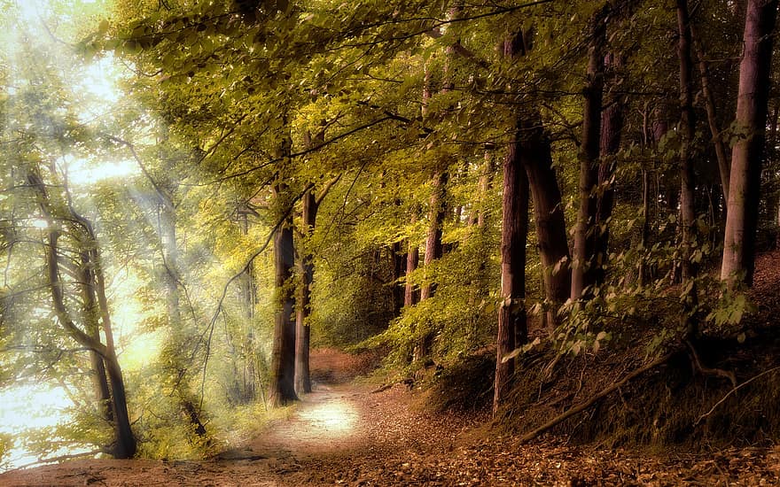 forêt, chemin forestier, arbres à feuilles caduques, des arbres, ambiance, éclairage, atmosphère, paysage, la nature, rayon de soleil, du repos