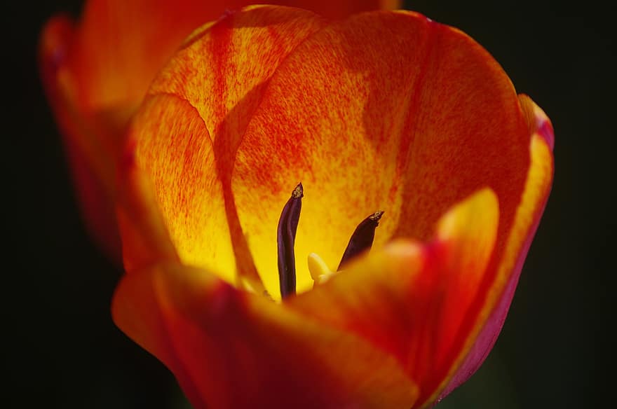 Tulpe, Blume, Pflanze, orange Tulpe, Blütenblätter, Staubblatt, blühen, Flora, Natur, Nahansicht, Morges