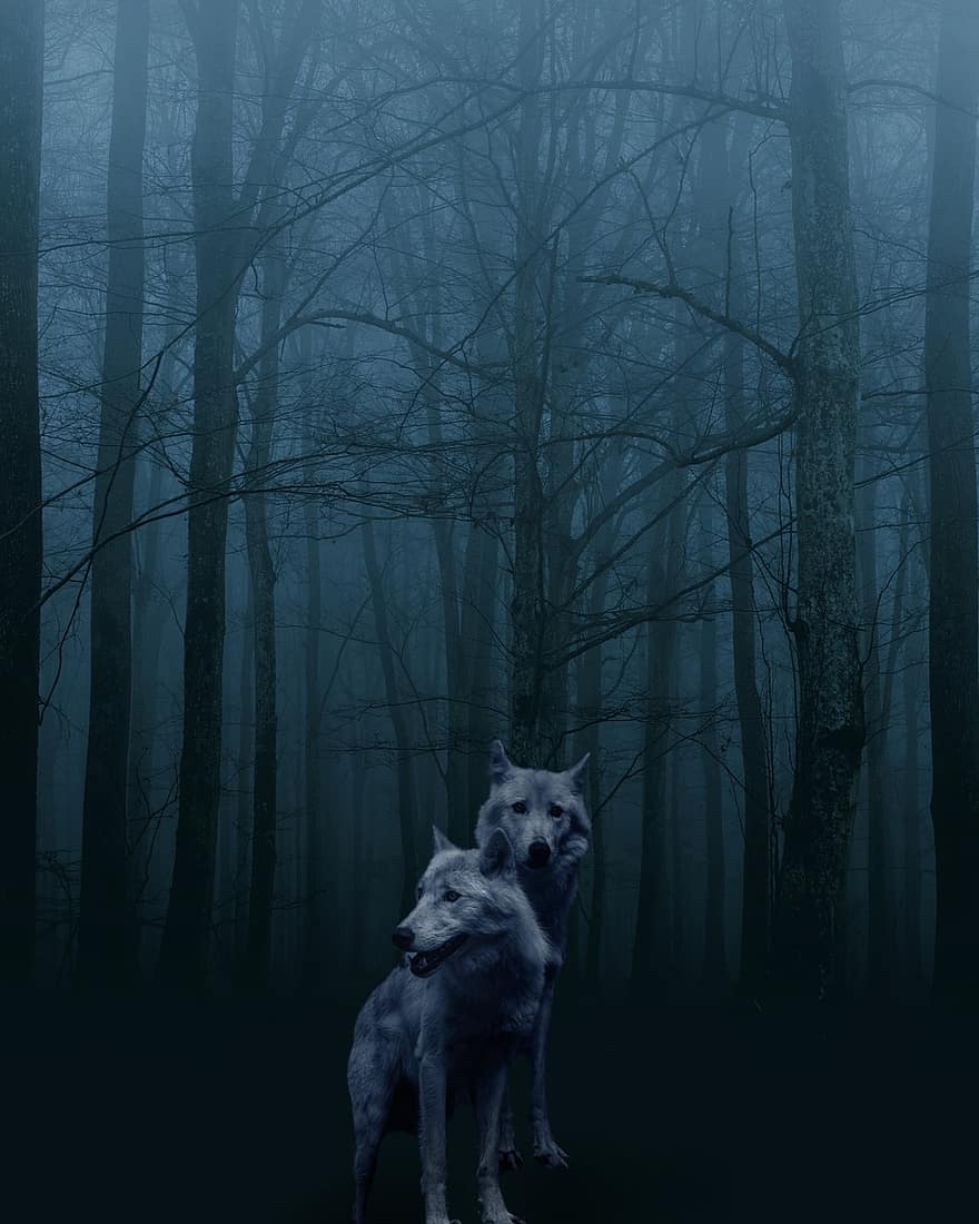 serigala, hutan, gelap, binatang, predator, margasatwa, mamalia, kabut, pohon