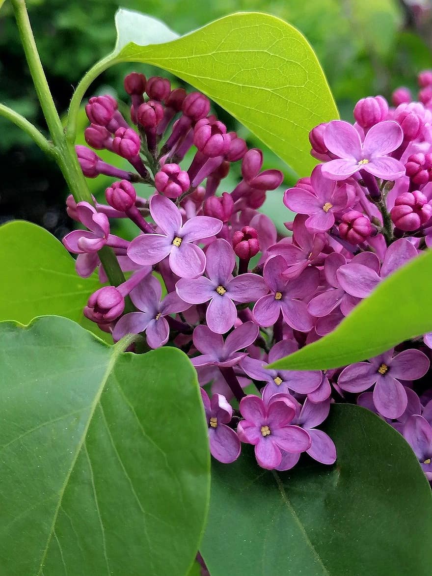 Lilac, Flowers, Plant, Syringa, Bloom, Buds, Leaves, Bush, Spring, Garden, leaf