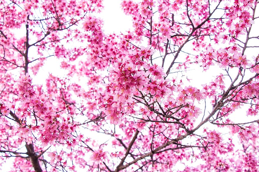 Cherry Blossom, Flowers, Tree, Bloom, Blossom, Flowering Plant, Ornamental Plant, Plant, Flora, Nature