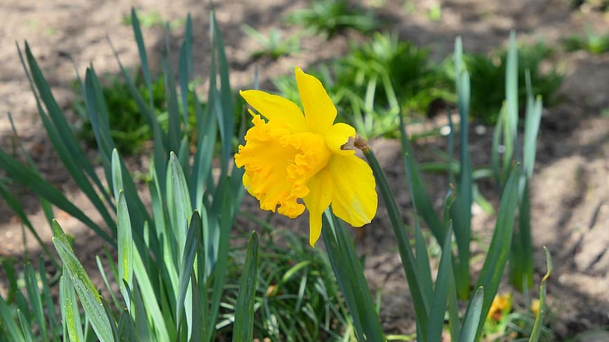 påskelilje, blomst, Narcissus, vår, påskeliljer, blomster, natur, påske, flora, anlegg, hage