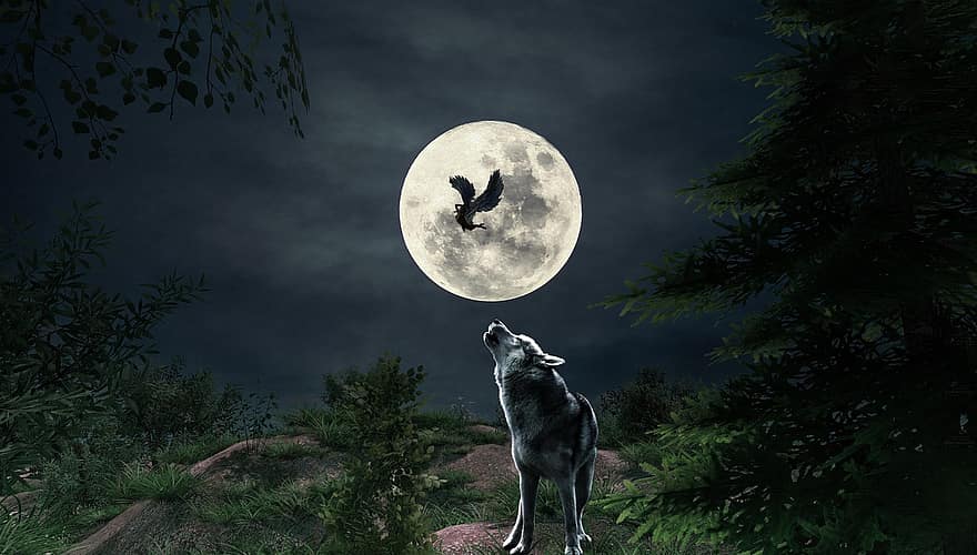 Varg, måne, fantasi, ängel, trän, natt, månsken, träd, illustration, mörk, halloween