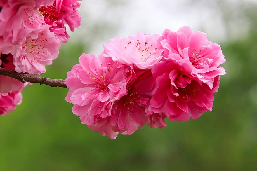 bunga prem, bunga-bunga, bunga-bunga merah muda, bunga plum, musim semi, berkembang, mekar, flora, botani, alam, pohon plum