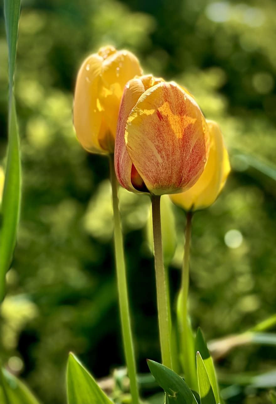 tulipány, květiny, rostlina, žluté tulipány, okvětní lístky, květ, žárovky, zahrada, flóra, jaro, Příroda