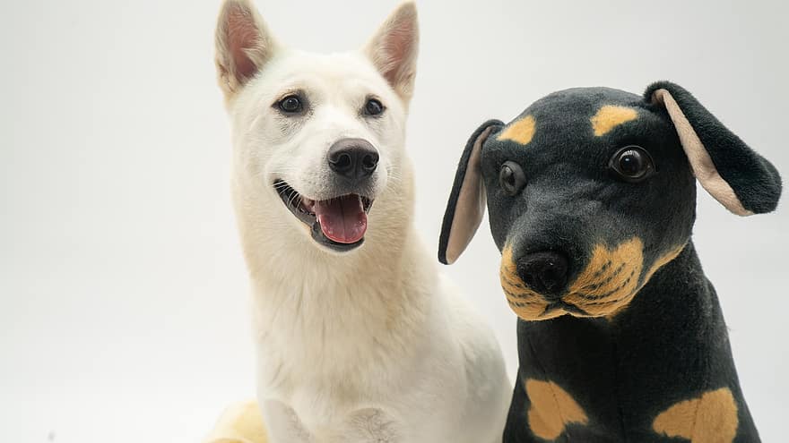 gos, joguina de peluix, mascota, animal, caní