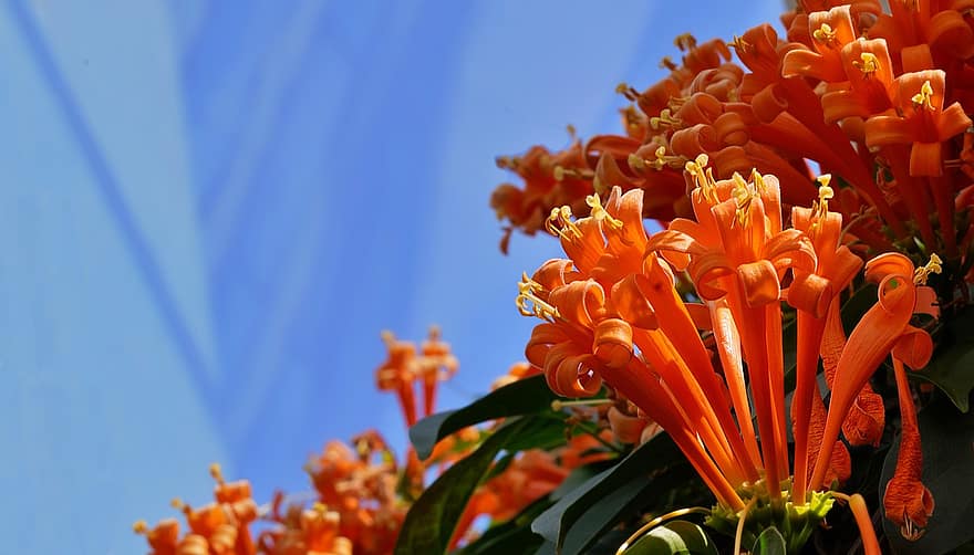 цвете, Оранжева тромпетлойн, ботаника, листенца, растеж, разцвет, цвят, природа, растение, pyrostegia venusta