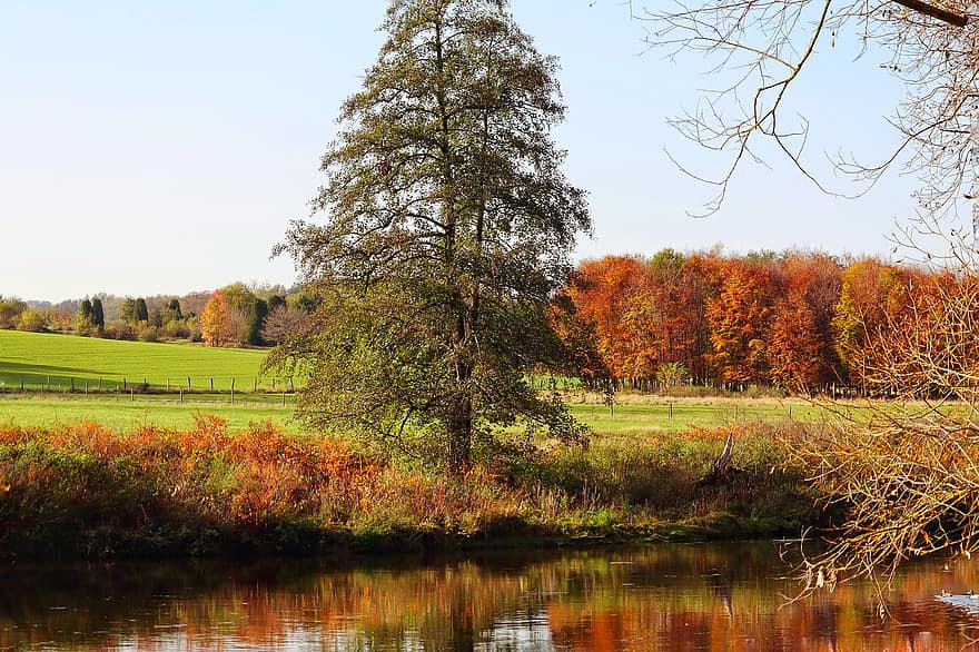 stromy, bažina, podzim, mokřadů, pole, rybník, tráva, pastviny, podzimní listí, podzimní barvy, podzimní sezónu