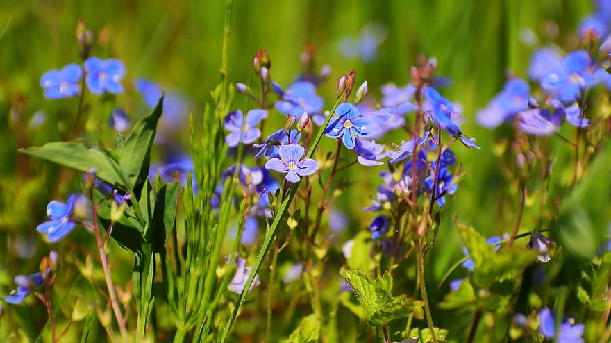 忘れな草、フラワーズ、青い花、花びら、青い花びら、咲く、花、フローラ、自然、工場
