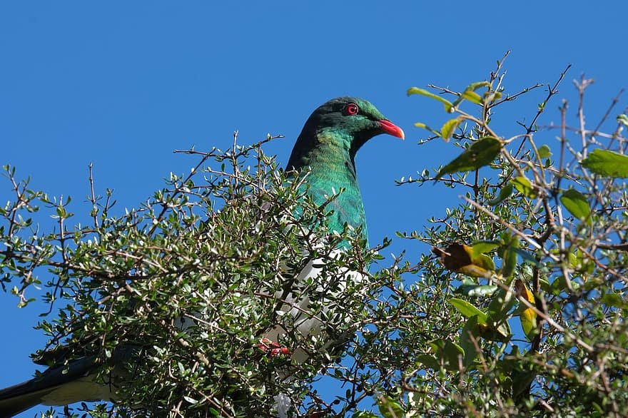 Chim bồ câu New Zealand, Kereru, chim bồ câu, chim, động vật hoang dã, Thiên nhiên, avian, mỏ, màu xanh da trời, chi nhánh, lông vũ