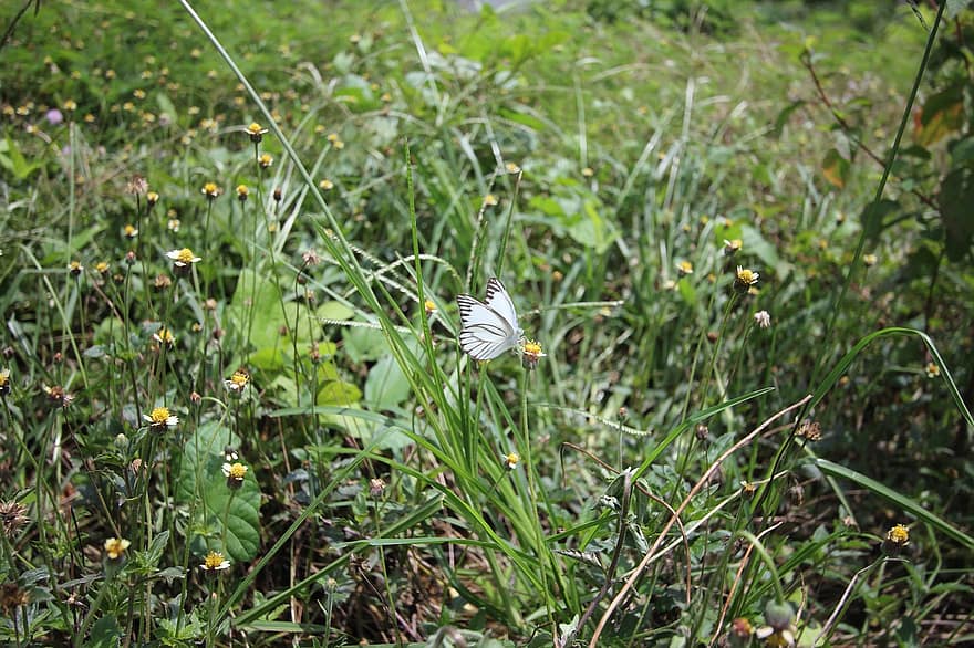 borboleta, asas, inseto, grama, ao ar livre, panorama