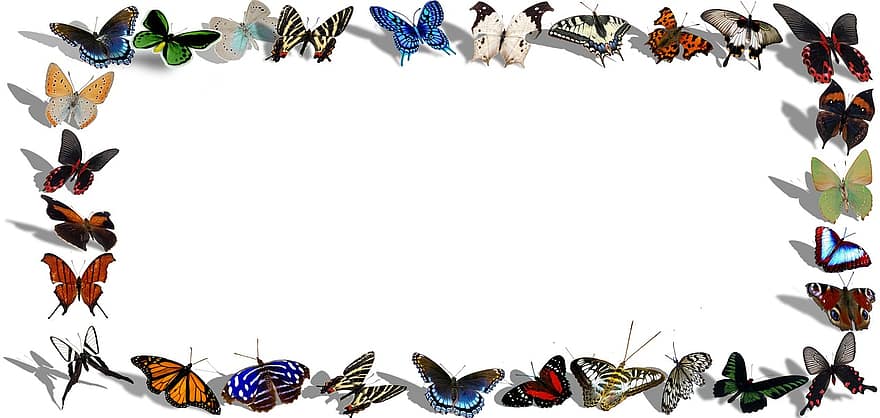 кадър, дневни пеперуди, декоративен, дизайн, знак, граница, природа, украшение, етикет, покана