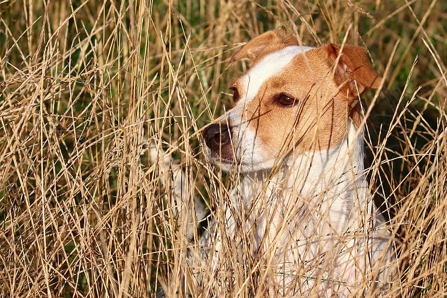 犬、ペット、草、隠された、可愛い、牧草地、面
