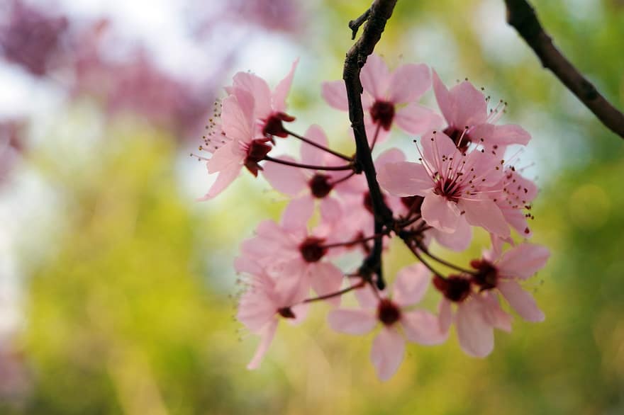 Bunga Plum Darah, bunga-bunga, cabang, kelopak, bunga-bunga merah muda, berkembang, mekar, pohon, menanam, musim semi, alam