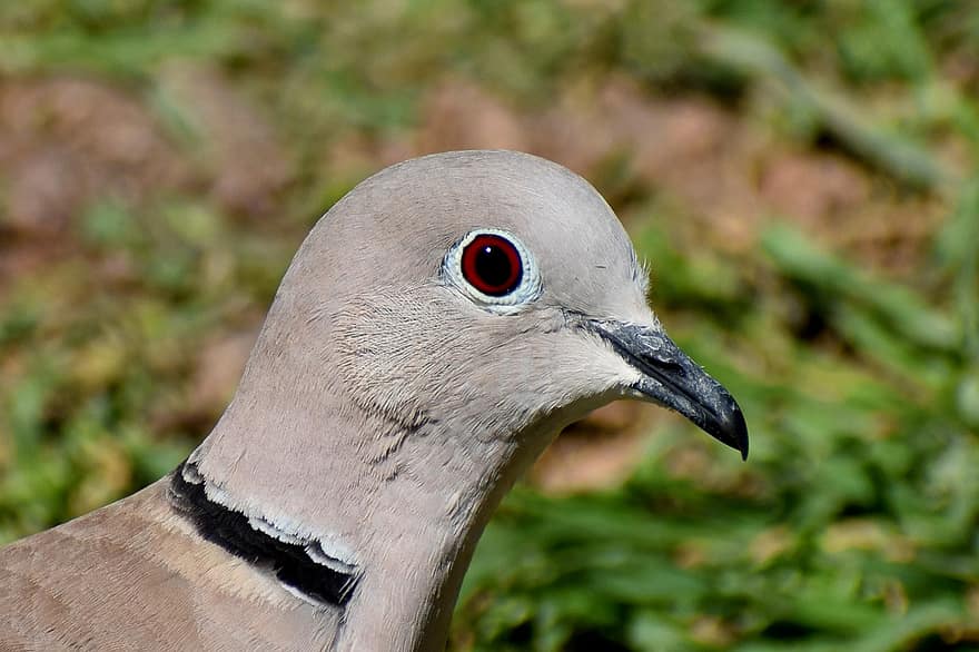 Collared Dove, Dove, Bird, Animal, Streptopelia, Beak, Bill, Feathers, Plumage, Nature, Garden