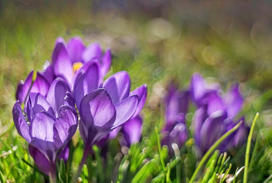 クロッカス、フラワーズ、工場、紫色の花、花びら、春、フローラ、森林、自然、花、紫の