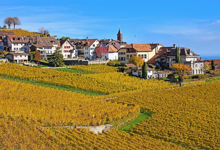 Vineyard, Village, Viticulture, Grapevines, Countryside, rural scene, agriculture, farm, grape, winemaking, landscape