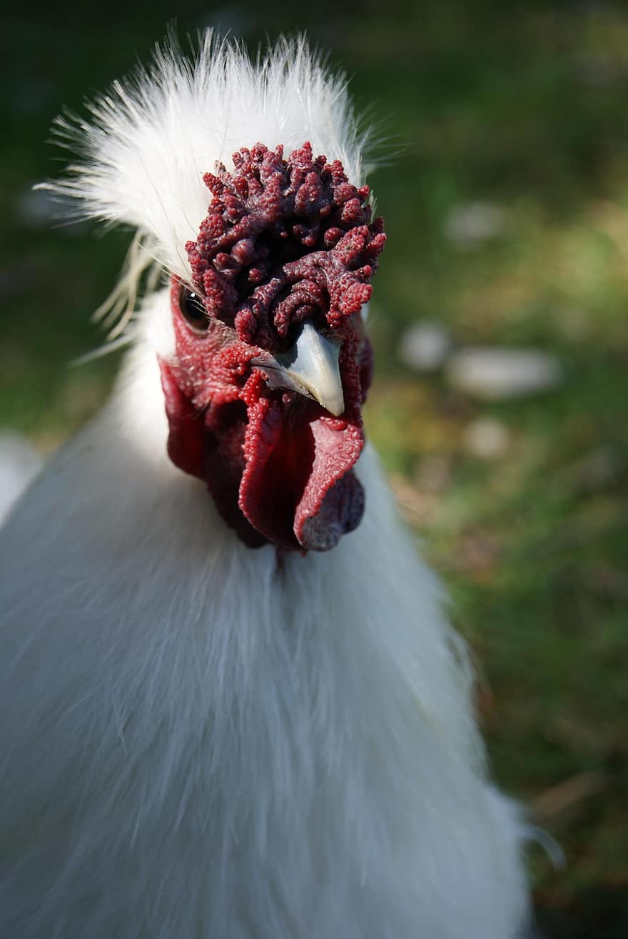 seda, gallo, pollo, mullido, pollo blanco, plumas blancas, aves de corral