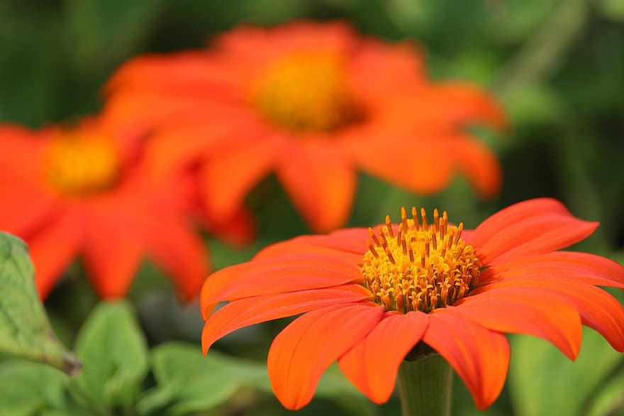 オレンジ色の花、フラワーズ、花びら、花、咲く、オレンジ色の花びら、開花植物、観賞用植物、植物、フローラ、自然
