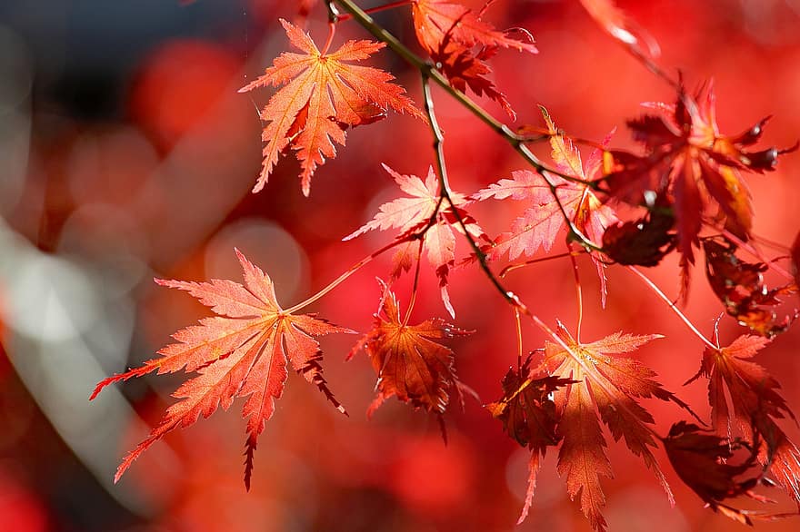 кленовый, листья, осень, ветка, листва, японский клен, дерево, завод, падать, природа, крупный план