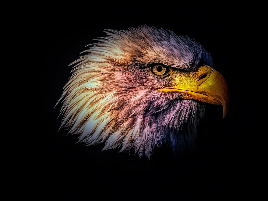 Eagle, Bird, Animal, Adler, Nature, Usa, Feather, America, Plumage, Head, Portrait