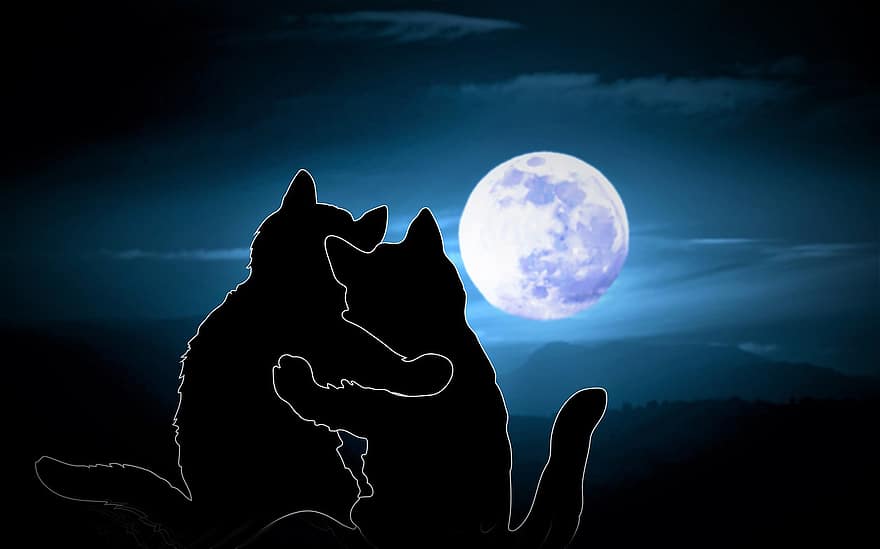 những con mèo, động vật, lãng mạn, trăng tròn, cặp đôi, yêu và quý, hạnh phúc, đêm, tưởng tượng, cục cưng, hình bóng