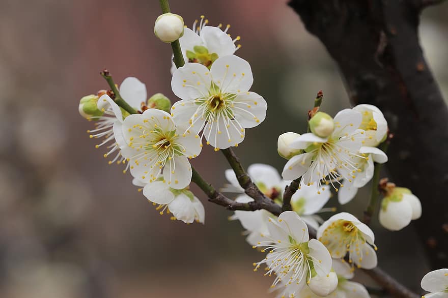 Plum Blossom, Flowers, Spring, Petals, Bloom, Blossom, Tree, Nature, springtime, close-up, flower