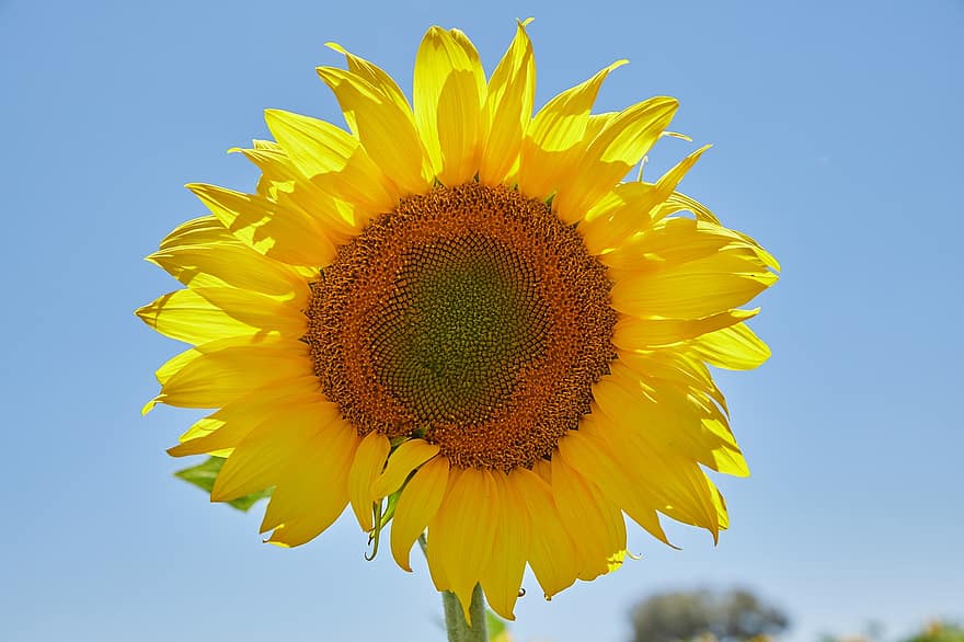bunga matahari, bunga, berbunga, menanam, bidang, musim semi, senang, kelopak, cerah, terang, flora