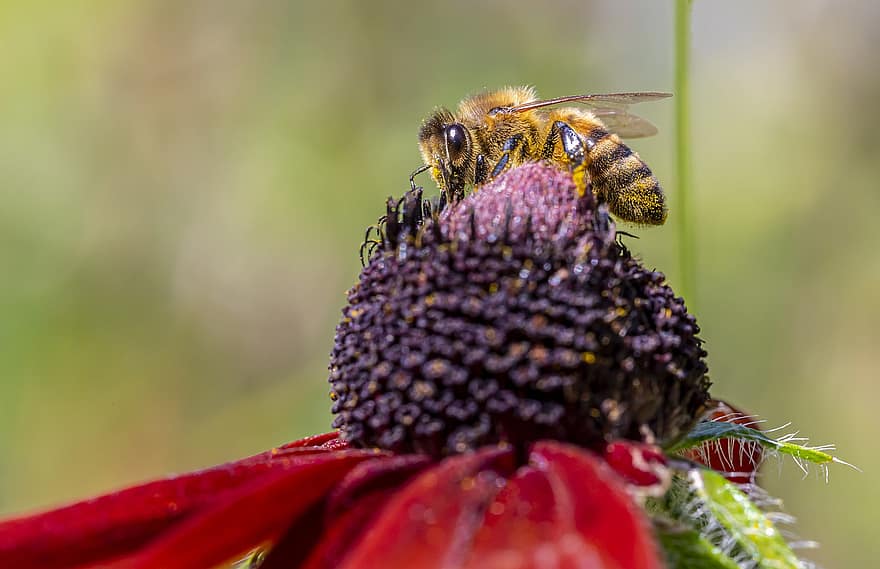 abeja, insecto, abeja occidental, apis mellifera, naturaleza, animal, polinización, miel, fauna silvestre, polen, ala animal
