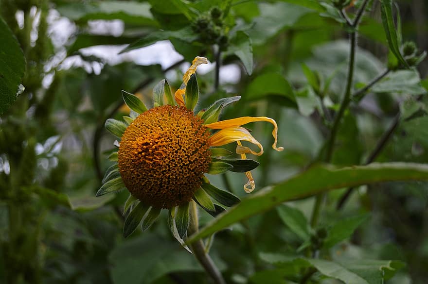 Sunflower, Flower, Helianthus Annuus, Garden, Nature