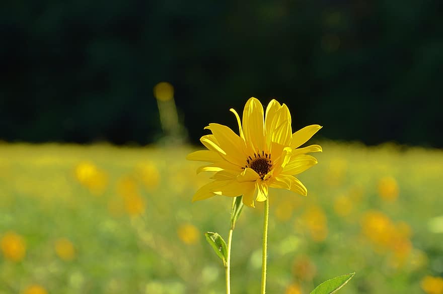 zieds, dzeltens zieds, pļava, raksturs, saulespuķes, dzeltens, vasarā, augu, tuvplāns, ziedlapiņa, zaļā krāsa