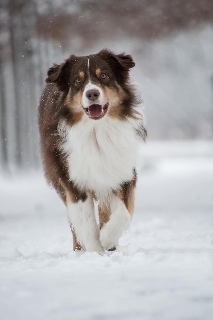 australianpaimenkoira, koira, lumi, lumisade, lemmikki-, eläin, kotimainen koira, koiran-, nisäkäs, söpö, rotu