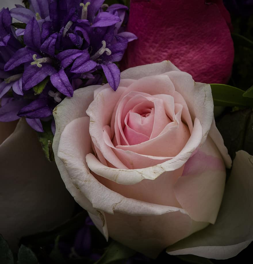 hoa hồng nở, cá hồi, Hoa hồng, đóng lại, bông hoa, lãng mạn, Thiên nhiên, cánh hoa, đấu thầu, yêu và quý, sắc đẹp, vẻ đẹp