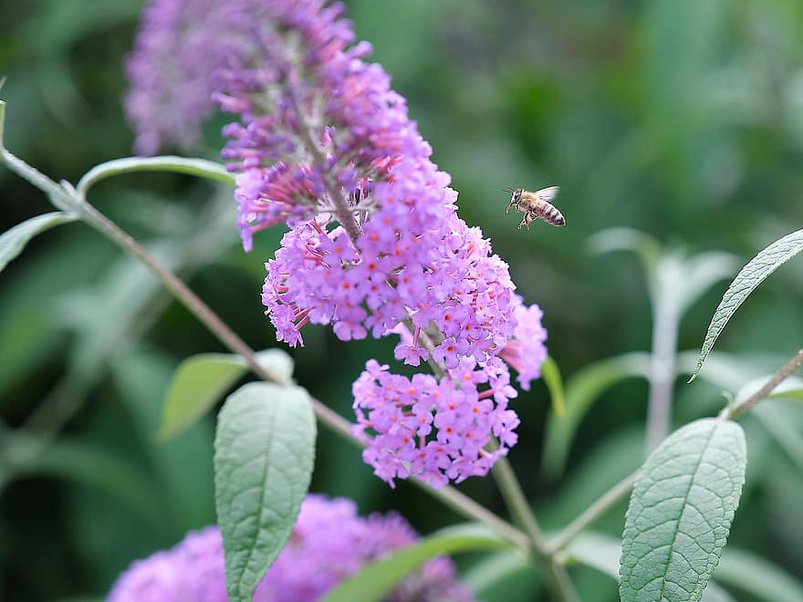 arbusto de mariposa, abeja, polinización, insecto, naturaleza, jardín