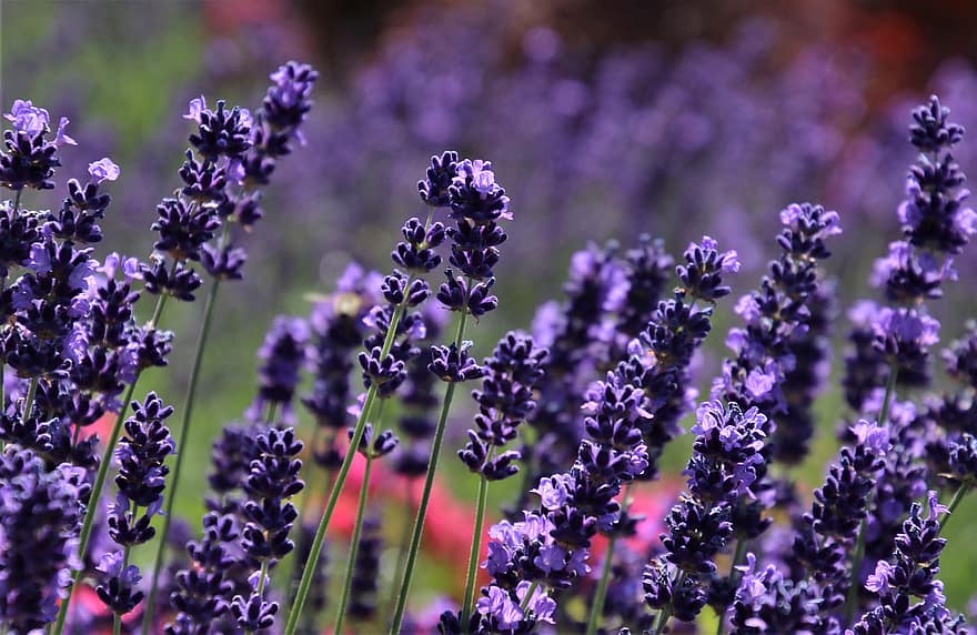púrpura, campos de lavanda, fragante, flora, provence, verano, aromático, el olor de, hierbas, lavanda, jardín